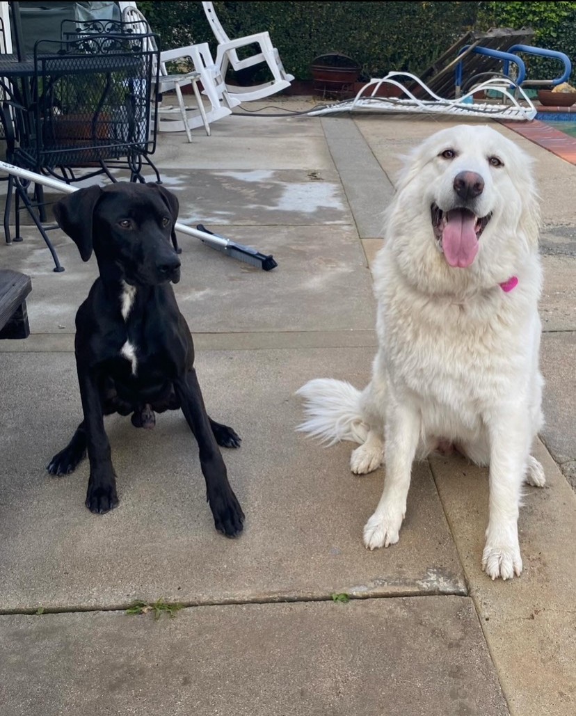 White Fluffy Dog and Black Dog