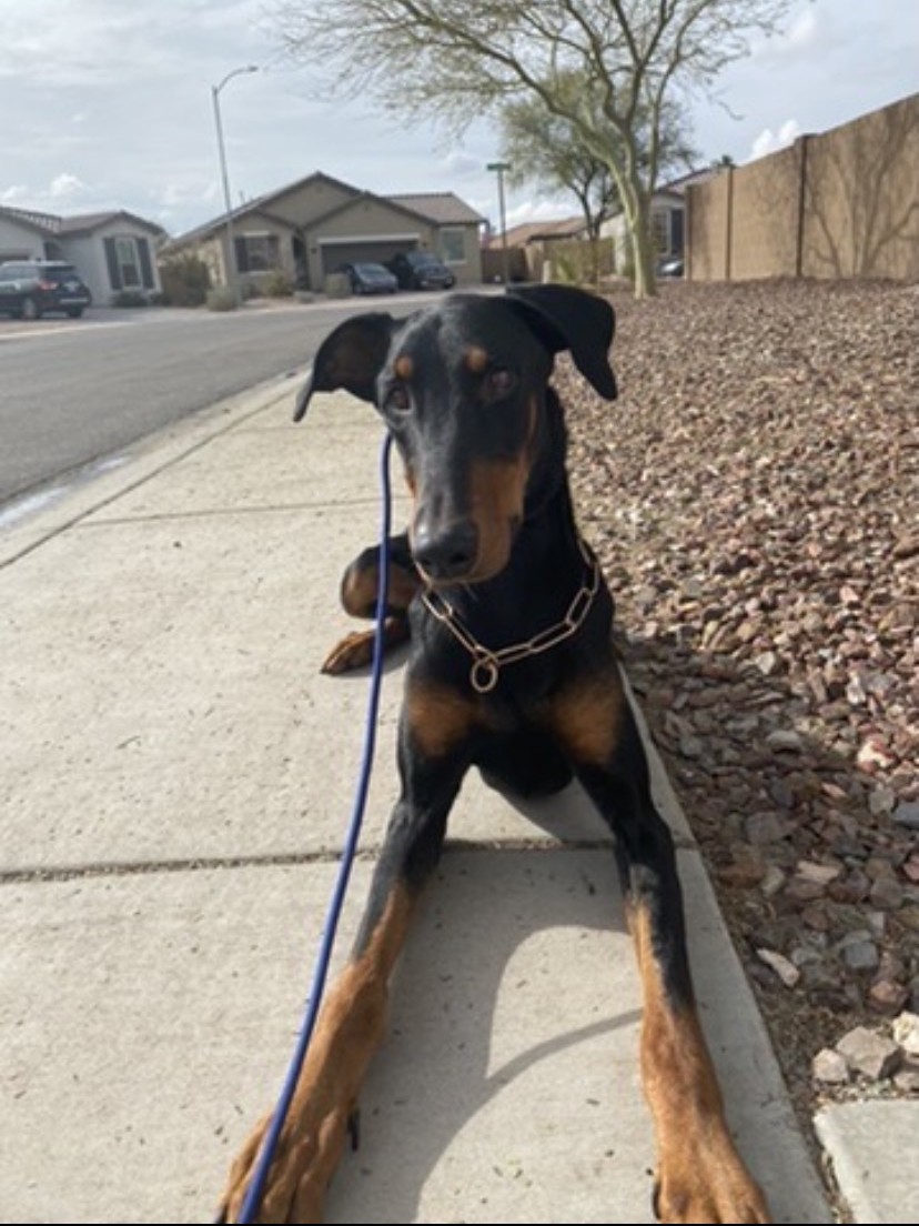 Doberman