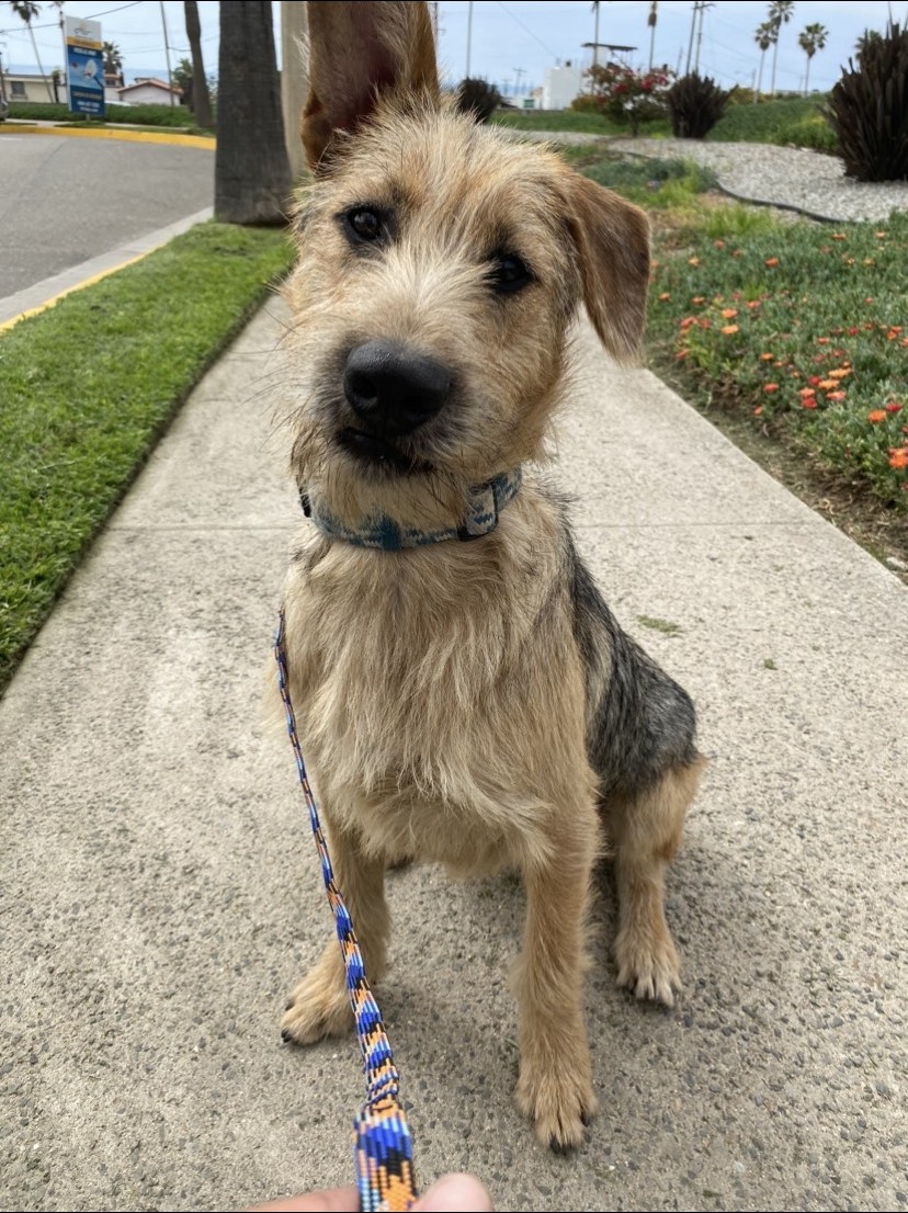 Scruffy Terrier Mix