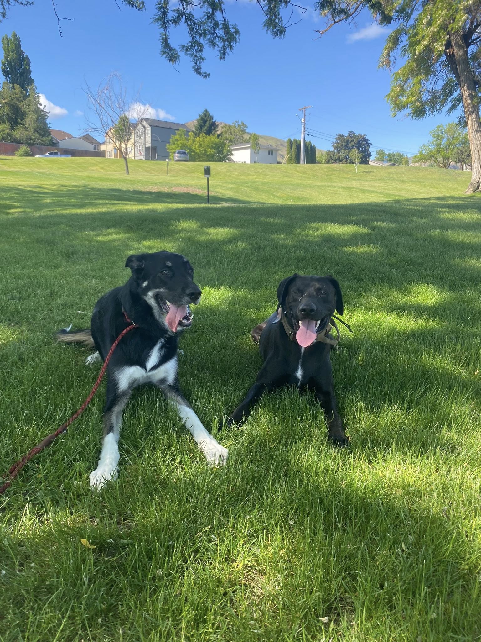 Two Black Dogs Playing